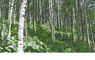 Aspen Ambiance