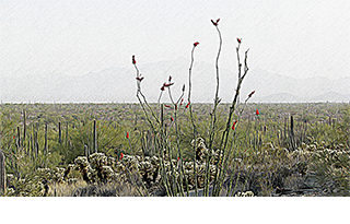 Organ Pipe Cactus National Monument